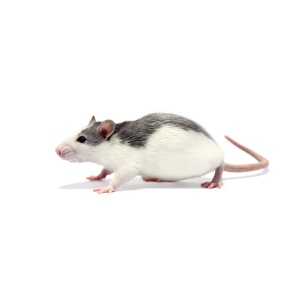 Potkan váha 91-150 g 