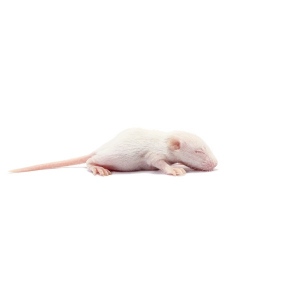 Myš méďa - stáří 7-10 dní (5-7 g)