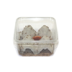 Cvrček domácí střední micro - plastová krabička