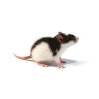 Potkan váha 26-50 g