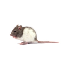Potkan váha 51-90 g