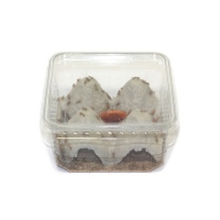 Cvrček domácí micro - plastová krabička
