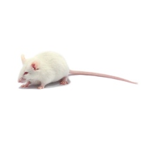 Myš velká - váha 16-22 g