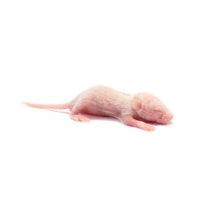 Myš hole - stáří 3-4 dny (3-4 g) 