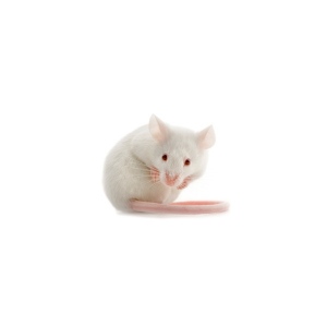 Myš skákačka malá - váha 8-10 g 