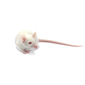 Myš skákačka - váha 11-15 g 