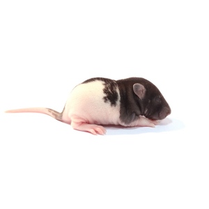 Potkan váha 11-25 g