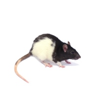 Potkan váha 151-250 g